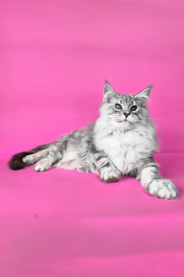 Korsar | Maine Coon Kitten