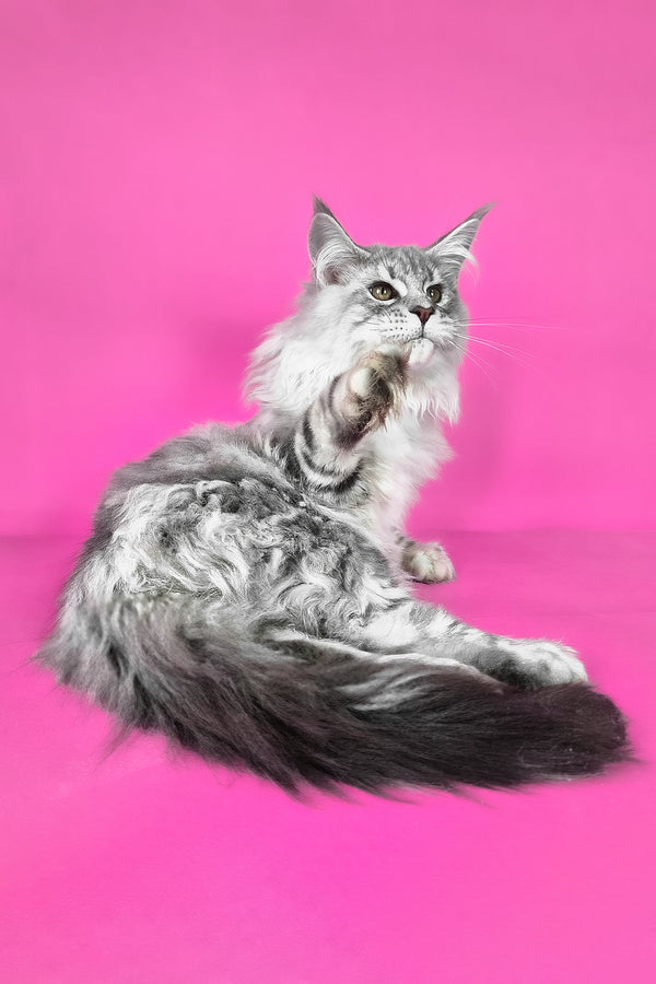 Korsar | Maine Coon Kitten