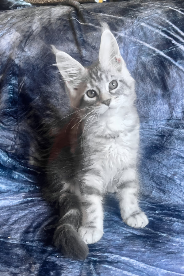 Kristi | Maine Coon Kitten