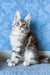 Kristi | Maine Coon Kitten