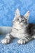 Kristi | Maine Coon Kitten