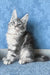 Kristi | Maine Coon Kitten