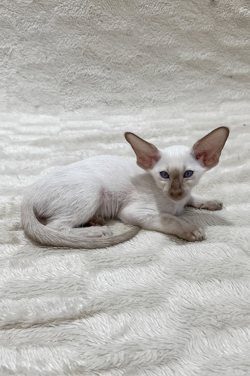 Lalita | Oriental Shorthair Kitten