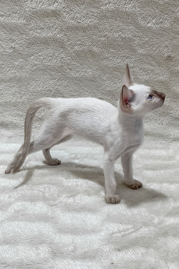 Lalita | Oriental Shorthair Kitten