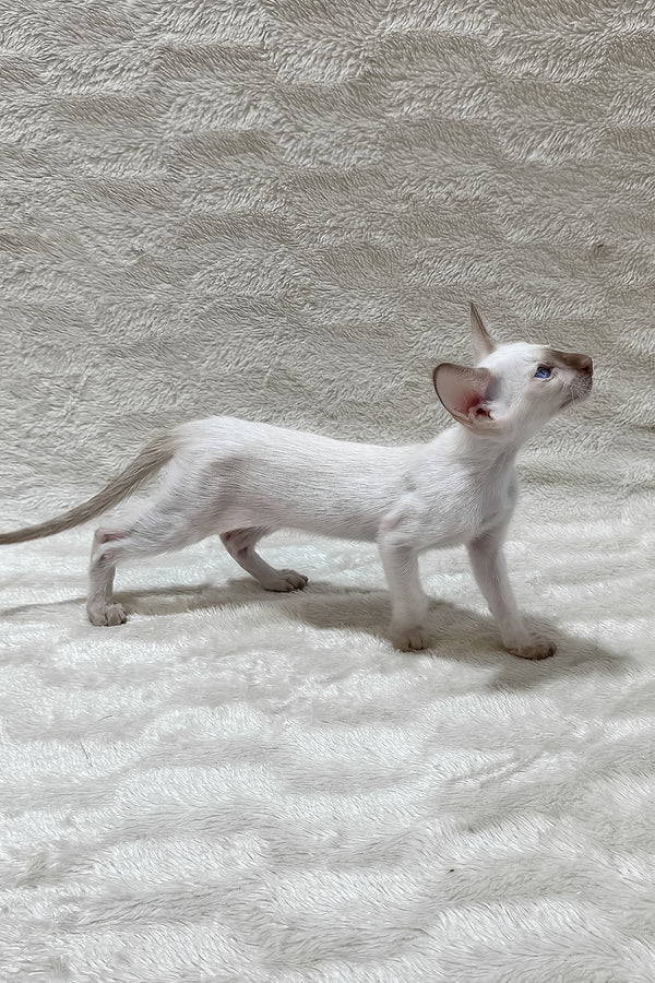 Lalita | Oriental Shorthair Kitten