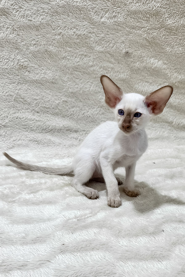 Lalita | Oriental Shorthair Kitten