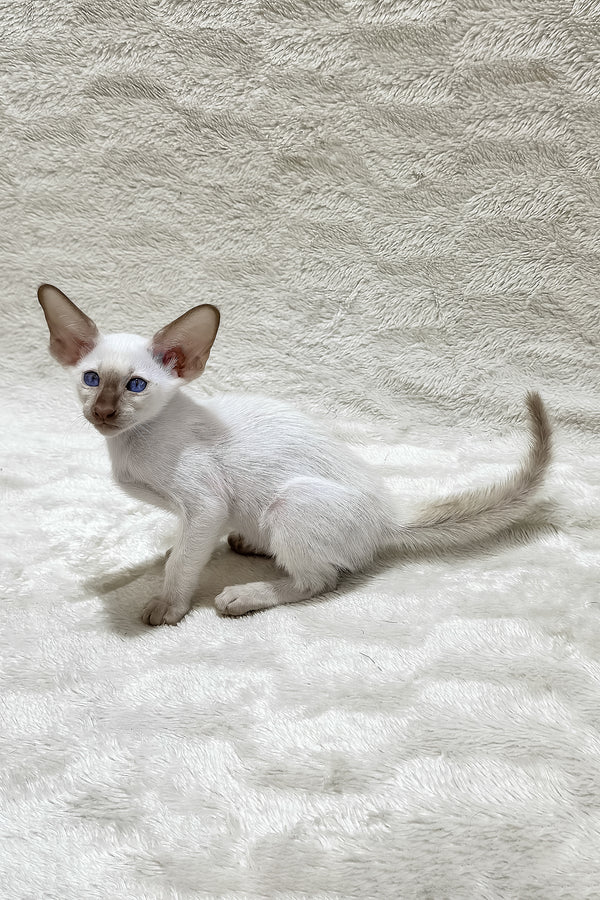 Lalita | Oriental Shorthair Kitten