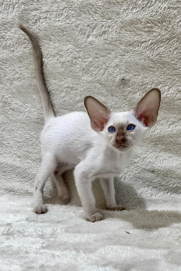 Lalita | Oriental Shorthair Kitten