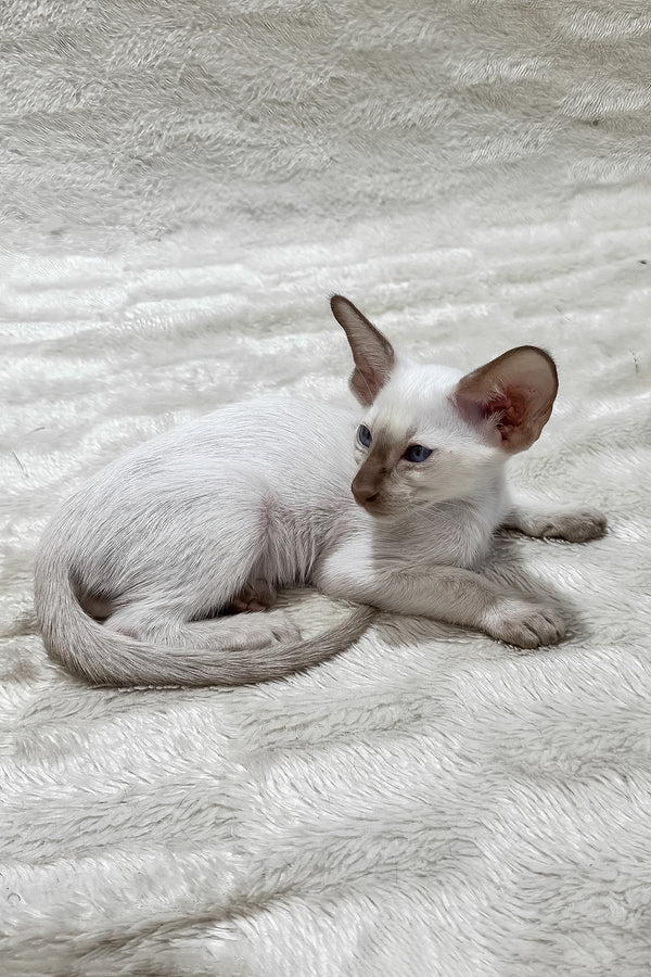 Lalita | Oriental Shorthair Kitten