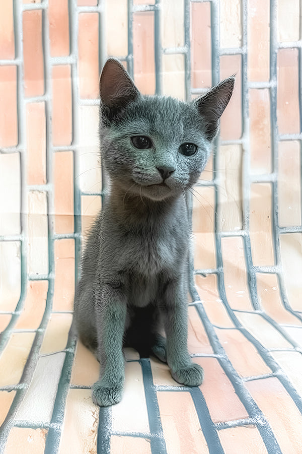 Larimar | Russian Blue Kitten