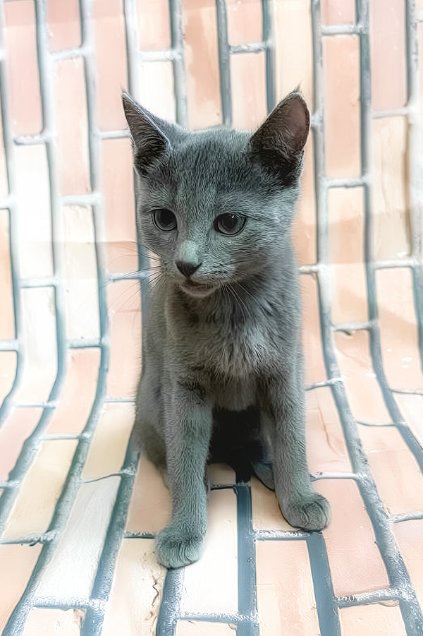 Larimar | Russian Blue Kitten