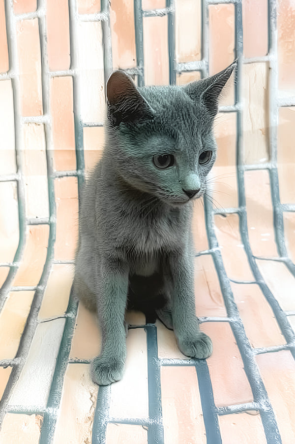 Larimar | Russian Blue Kitten