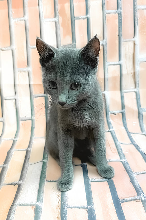 Larimar | Russian Blue Kitten