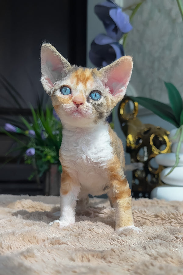 Lavina | Devon Rex Kitten