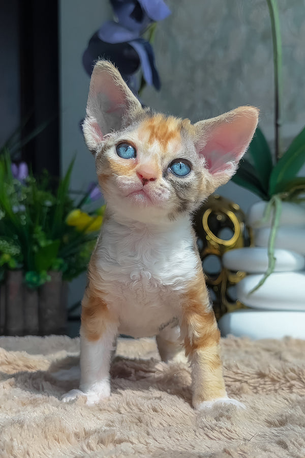 Lavina | Devon Rex Kitten