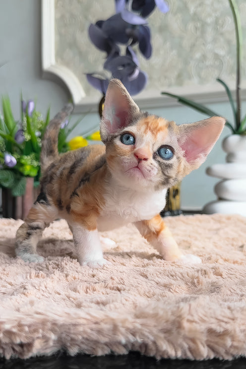 Lavina | Devon Rex Kitten