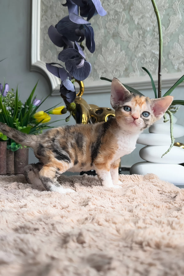 Lavina | Devon Rex Kitten