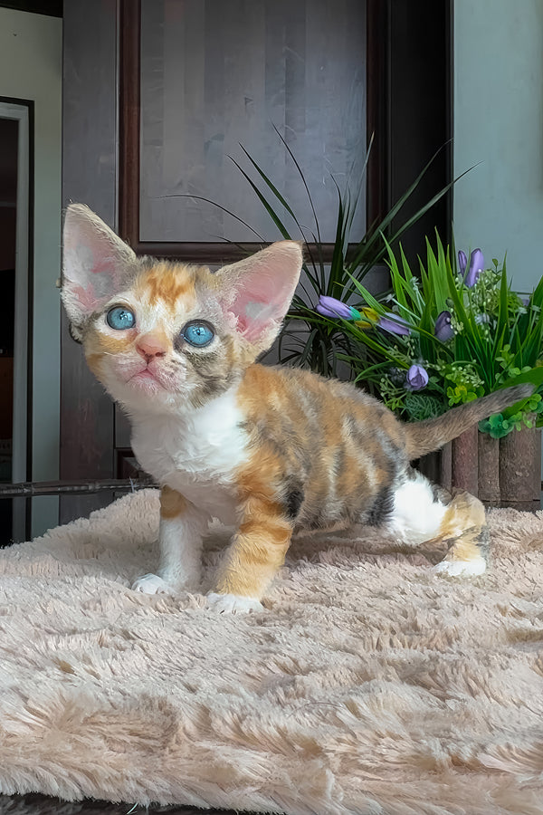 Lavina | Devon Rex Kitten