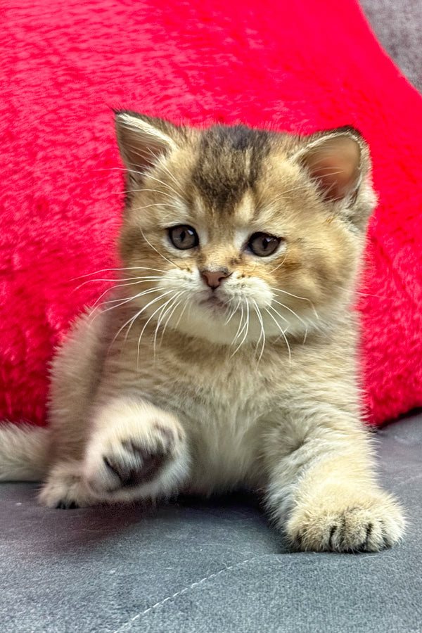 Leony | British Shorthair Kitten