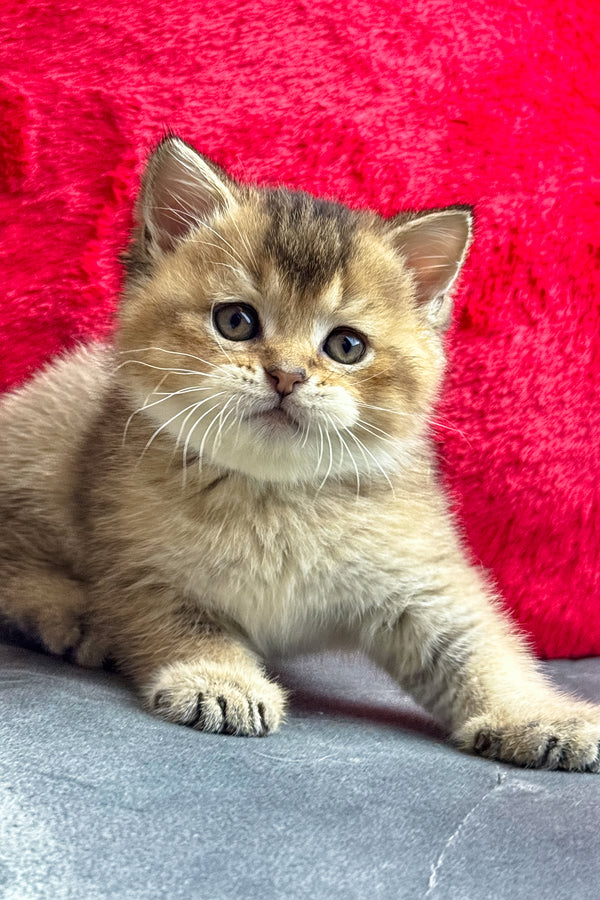 Leony | British Shorthair Kitten