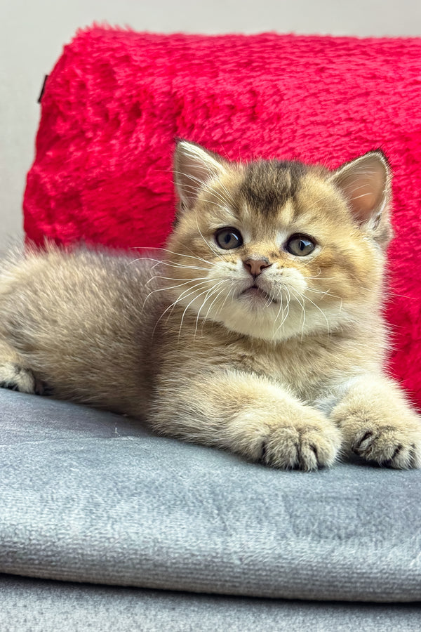 Leony | British Shorthair Kitten