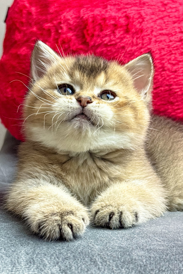 Leony | British Shorthair Kitten