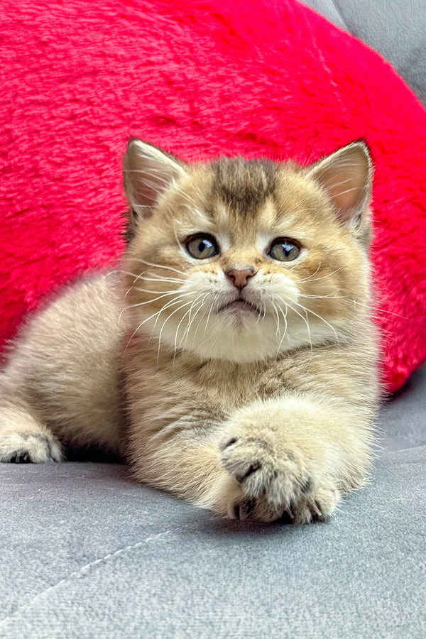 Leony | British Shorthair Kitten