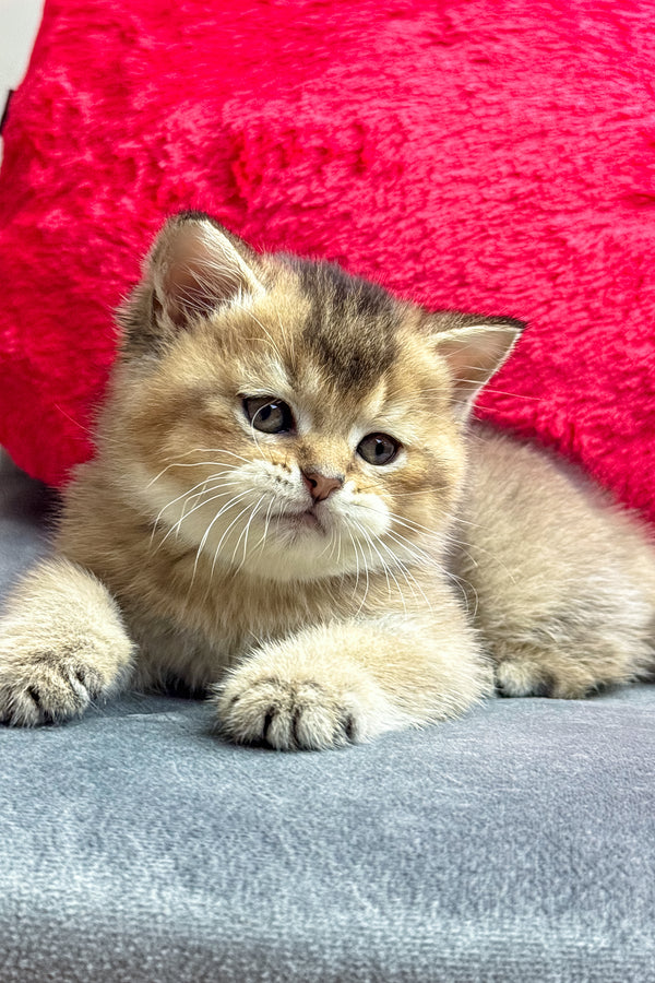 Leony | British Shorthair Kitten