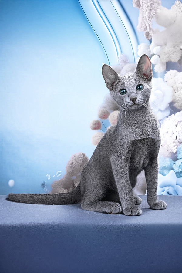 Likan | Russian Blue Kitten
