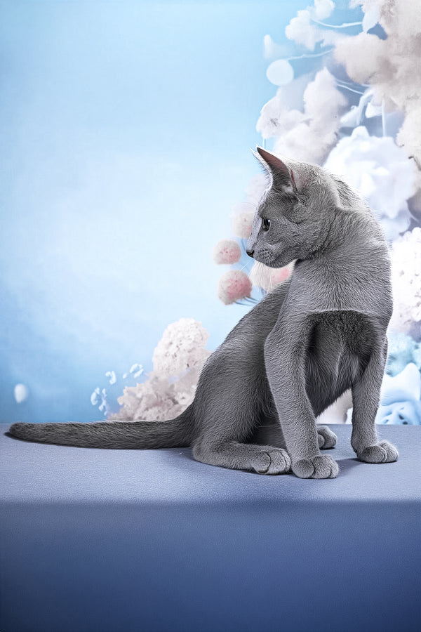 Likan | Russian Blue Kitten