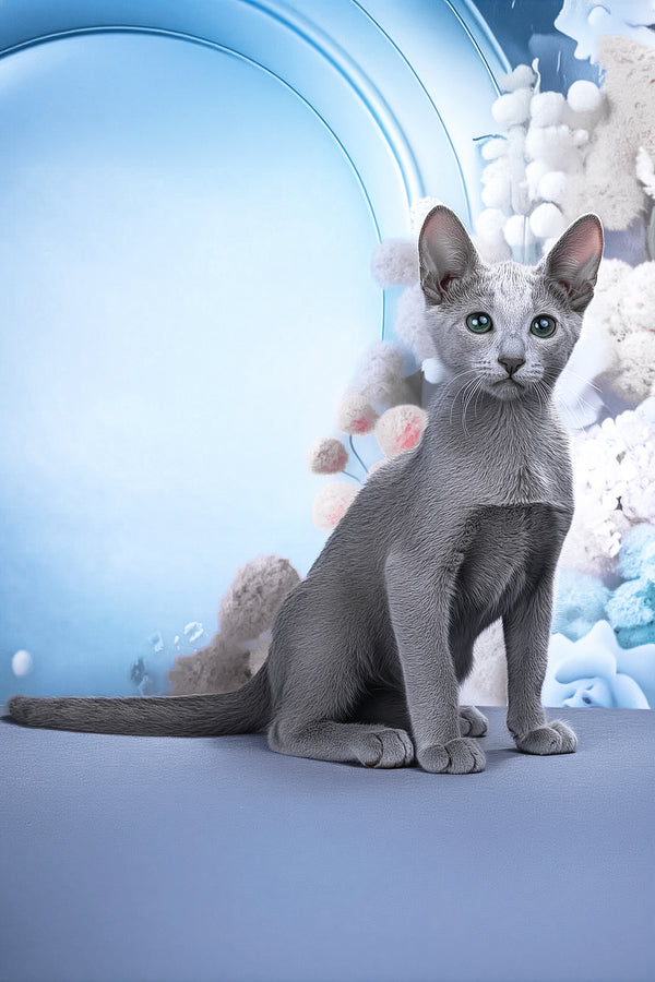 Likan | Russian Blue Kitten