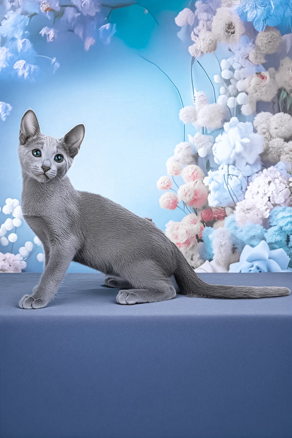 Likan | Russian Blue Kitten