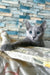 Likan | Russian Blue Kitten