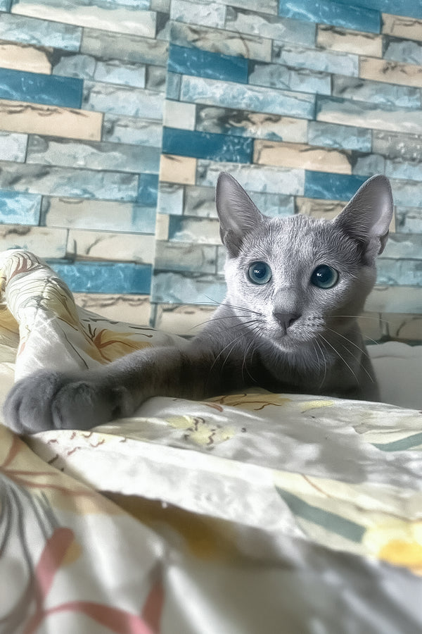 Likan | Russian Blue Kitten
