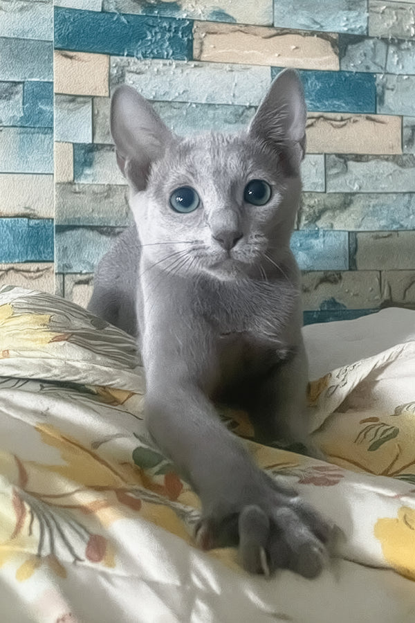 Likan | Russian Blue Kitten