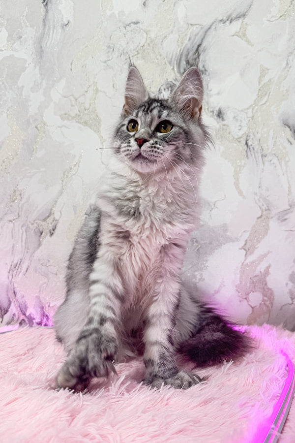 Lindsay | Polydactyl Maine Coon Kitten