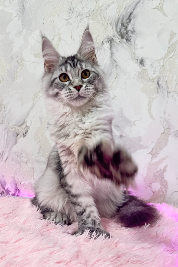 Lindsay | Polydactyl Maine Coon Kitten