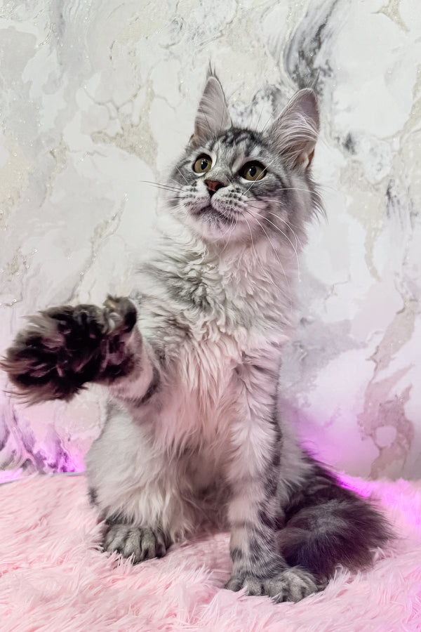Lindsay | Polydactyl Maine Coon Kitten