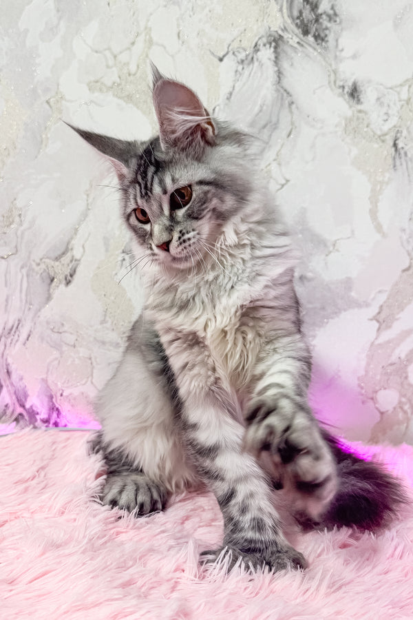 Lindsay | Polydactyl Maine Coon Kitten