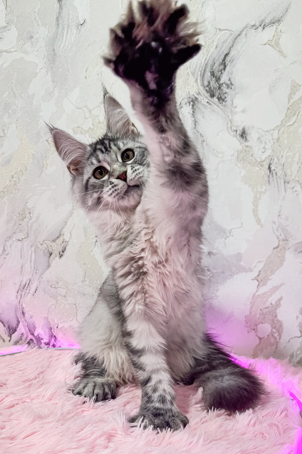 Lindsay | Polydactyl Maine Coon Kitten