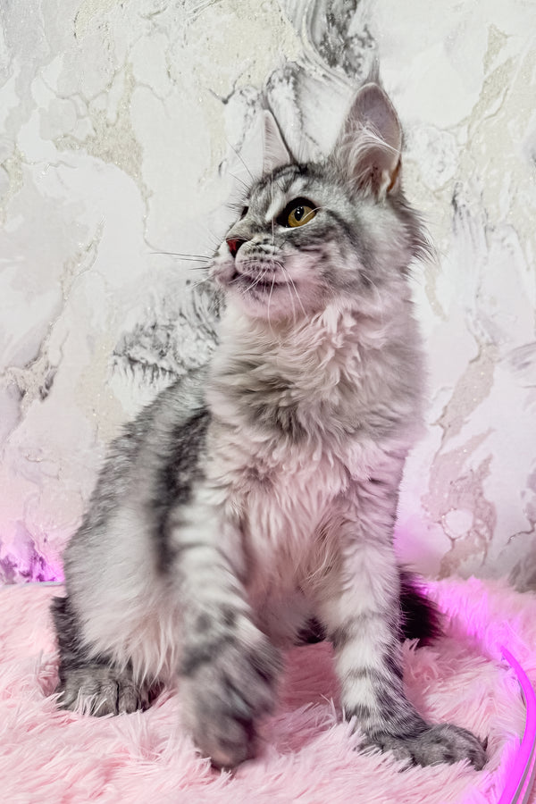 Lindsay | Polydactyl Maine Coon Kitten