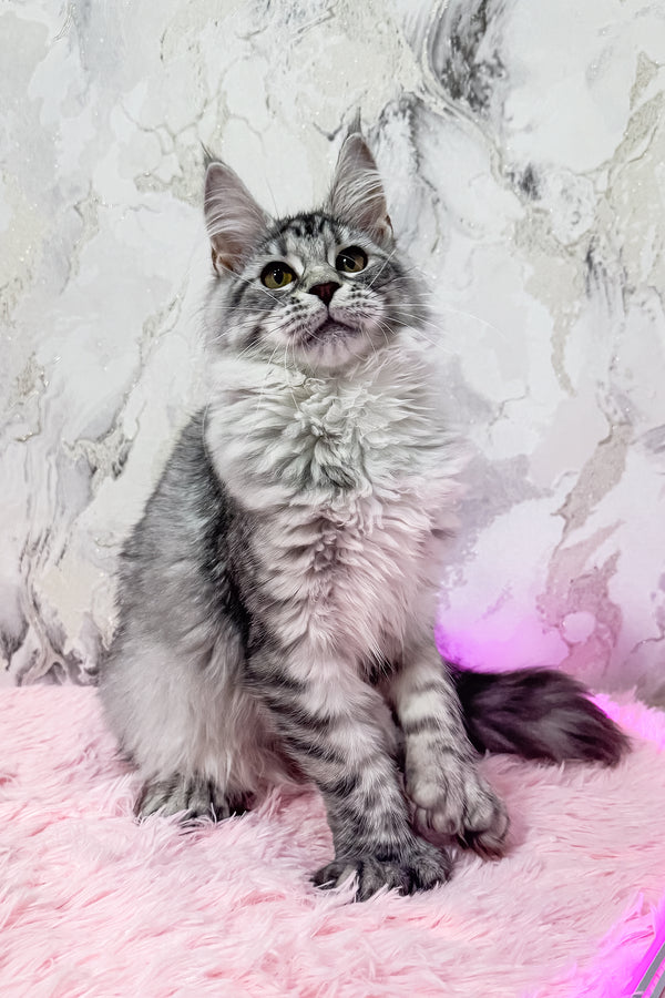 Lindsay | Polydactyl Maine Coon Kitten