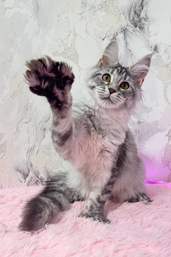 Lindsay | Polydactyl Maine Coon Kitten