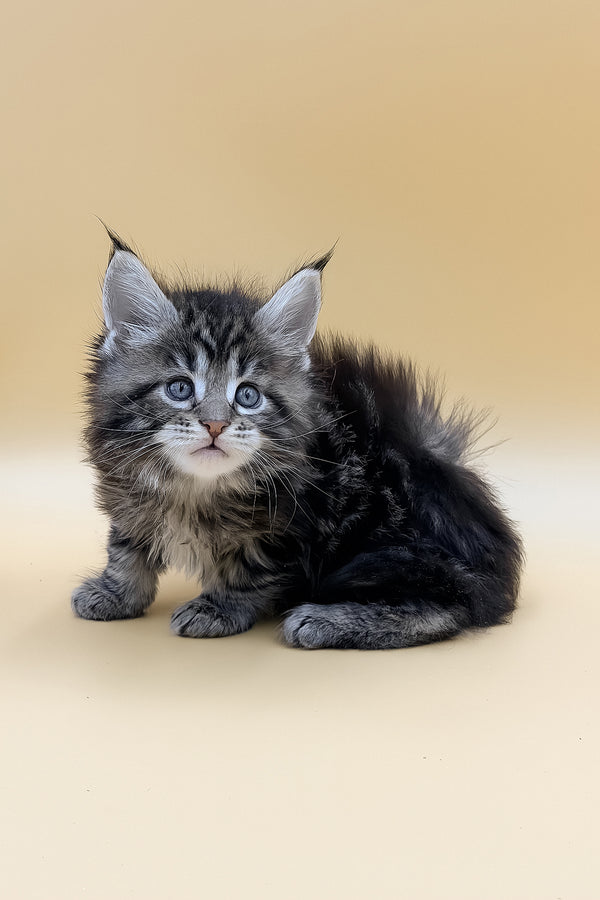 Lion | Maine Coon Kitten