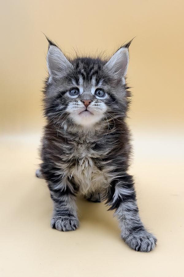 Lion | Maine Coon Kitten