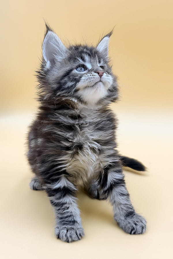 Lion | Maine Coon Kitten