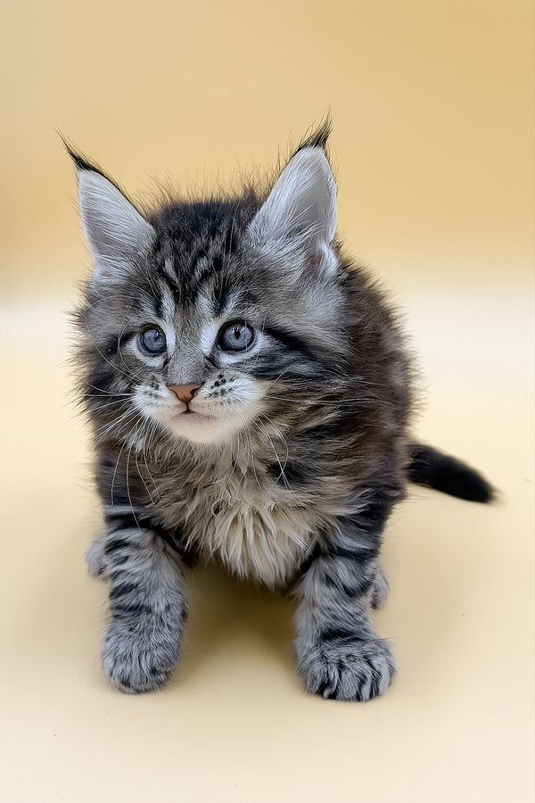Lion | Maine Coon Kitten