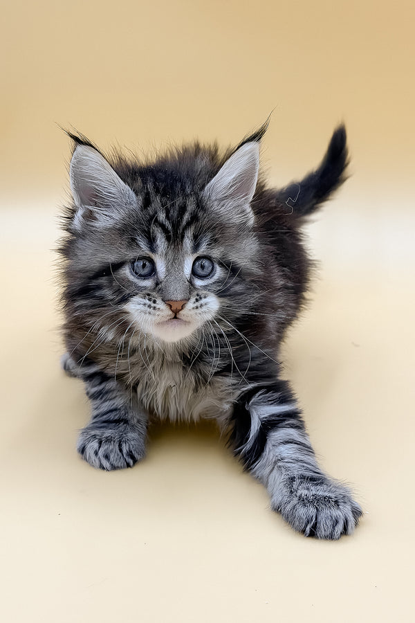Lion | Maine Coon Kitten