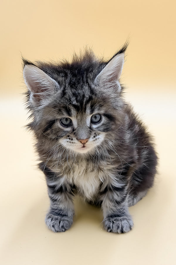 Lion | Maine Coon Kitten