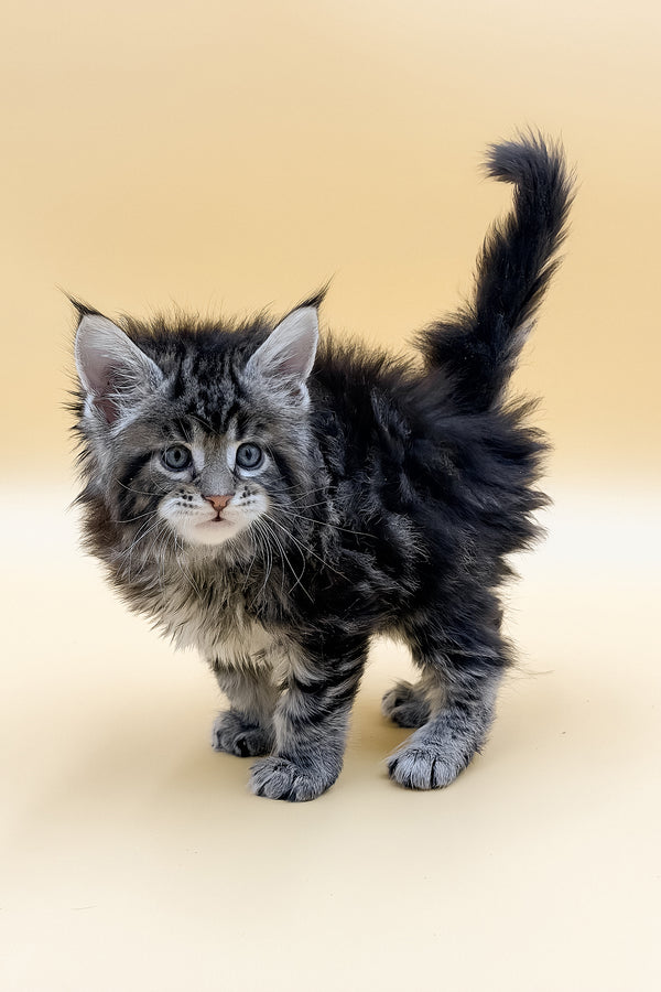 Lion | Maine Coon Kitten